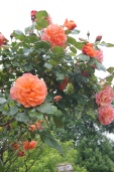 Fab roses